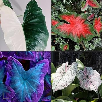 Elefantenohr Rhizome 3 Stück - Winterharte Taro Zwiebeln Für Garten & Zimmer