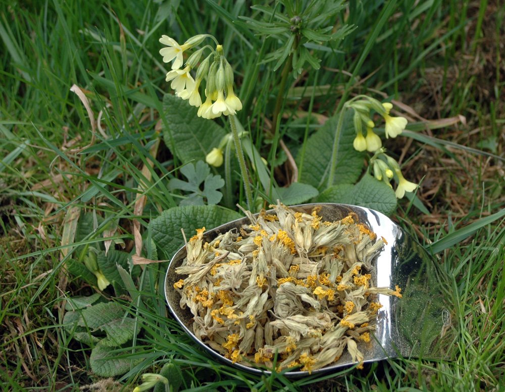 Naturix24 – Herbata z kwiatami kluczy, całość – torebka 500 g