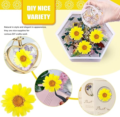Miniatura 3 de 60 girasoles secos prensados amarillos para adornos de manualidades, flores secas naturales de 1.2 pulgadas, margarita grande para joyería de
