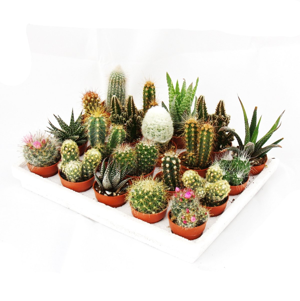 Mini-cactus et succulentes exotenherz coffret cadeau de 20 plantes