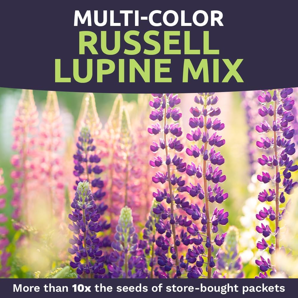 Russell Lupine Seeds – Bulk Quarter Pound Bag – Over 5,000 Open Pollinated Non-GMO Perennial Wildflower Seeds – Lupinus polyphyllus