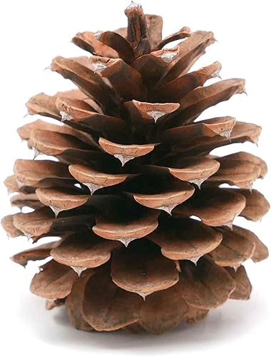 Vista 4 de Review Outdoor Gear 5, 8, 10 o 12 ponderosas decorativas de 3 a 3.5 pulgadas, conos de pino sin aroma, decoración del hogar, para otoño e invierno