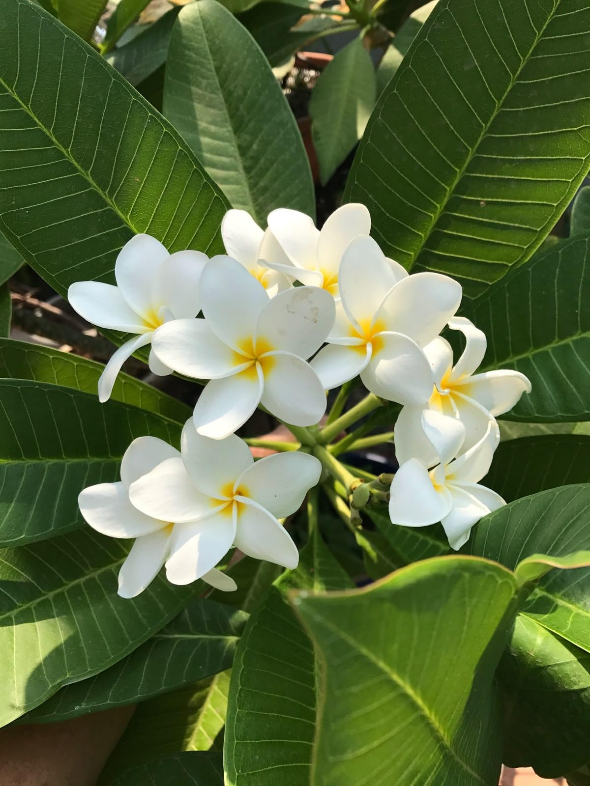 White Chapa Flower | Kath Golap | Plumeria Flowers with Yellow