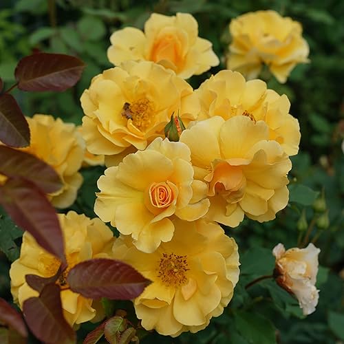 Miniatura 3 de Arbusto Suñorita Proven Winners Rose de 2 galones