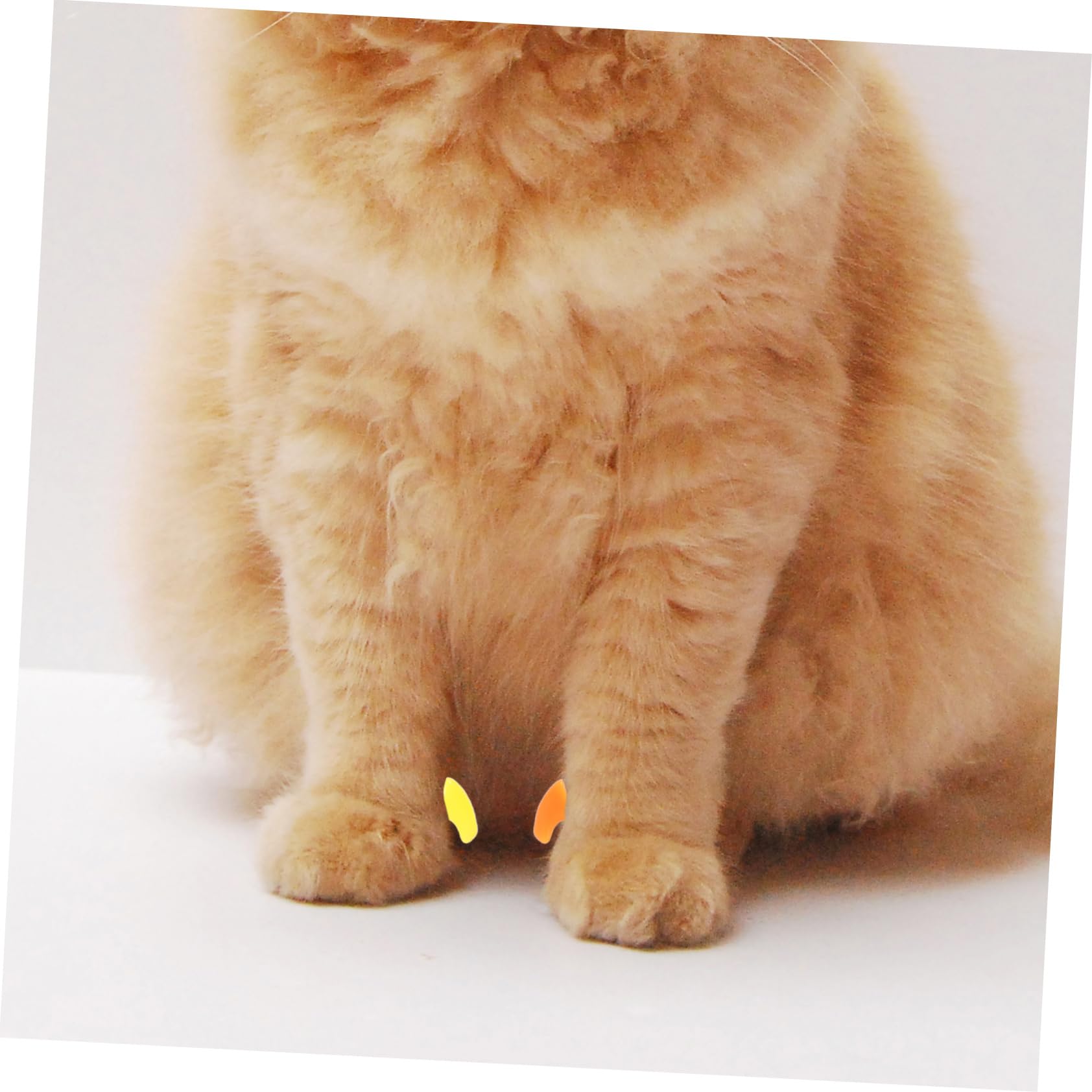 Toddmomy 480 Pcs Ensemble D'Ongles pour Animaux De Compagnie Protecteurs De Griffes De Chat Capuchons D'Ongles De Chaton Pattes De Chat Conseils D'Ongles De Chat Enveloppes D'Ongles Pattes