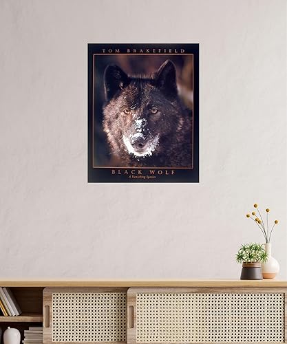Miniatura 2 de Póster artístico para decoración de pared, diseño de lobo negro (una especie desaparecida) (16 x 20 pulgadas)