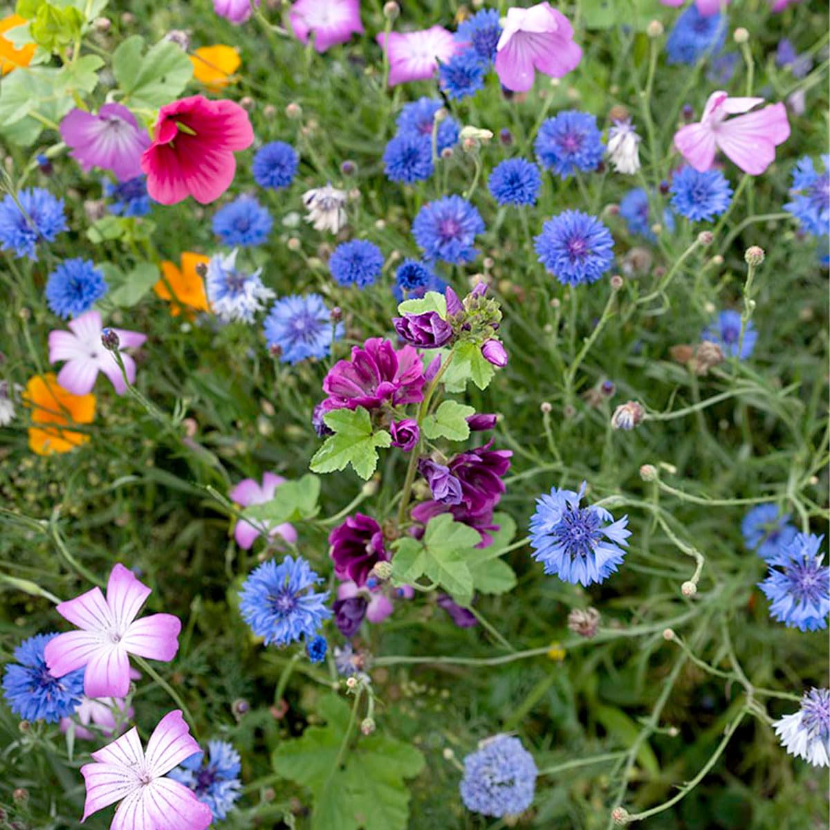 Bunte Insektenfreundliche Wildblumensamen Mischung - 1 Kilo für 500 m² - Einjährige & Mehrjährige Blumenmischung - für Wildbienen, Hummeln & Schmetterlinge - Schnelle Aussaat - MRS Seeds