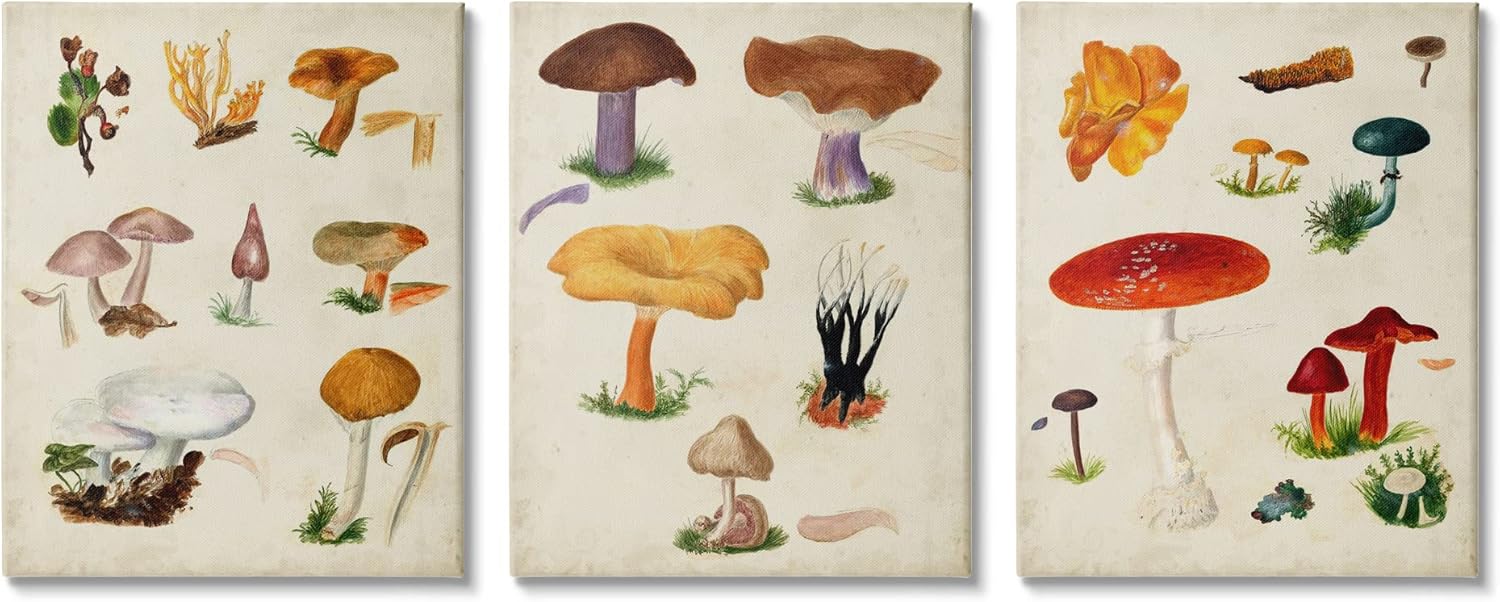 Stupell Industries Various Mushrooms Latin Study Drawings Botanical Diagram, Design by Vision Studio
