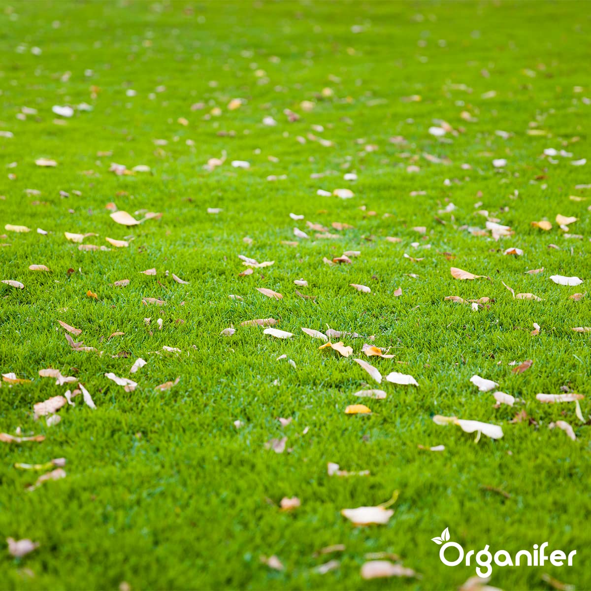 Fertilizante De Otoño Universal - 5kg = 100m2 | Rico En Potasio - Abono De Otoño - Abono Para Césped - Aumenta La Resistencia Del Césped A Las Heladas - Sequía - Organifer