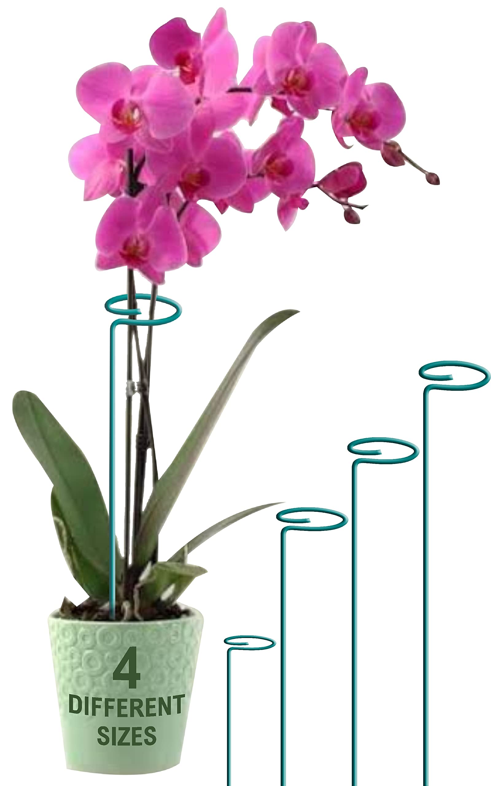 BLOOMAX® - 9 Inch, Metal Plant Support Stakes With Amaryllis Plant Support Rings For All Size Plants With Free Twist Ties ( Color - Teal Green ) ( 9 inch, Pack of -12) (B0C1VRNHY2) Amazon Price History, Amazon Price Tracker
