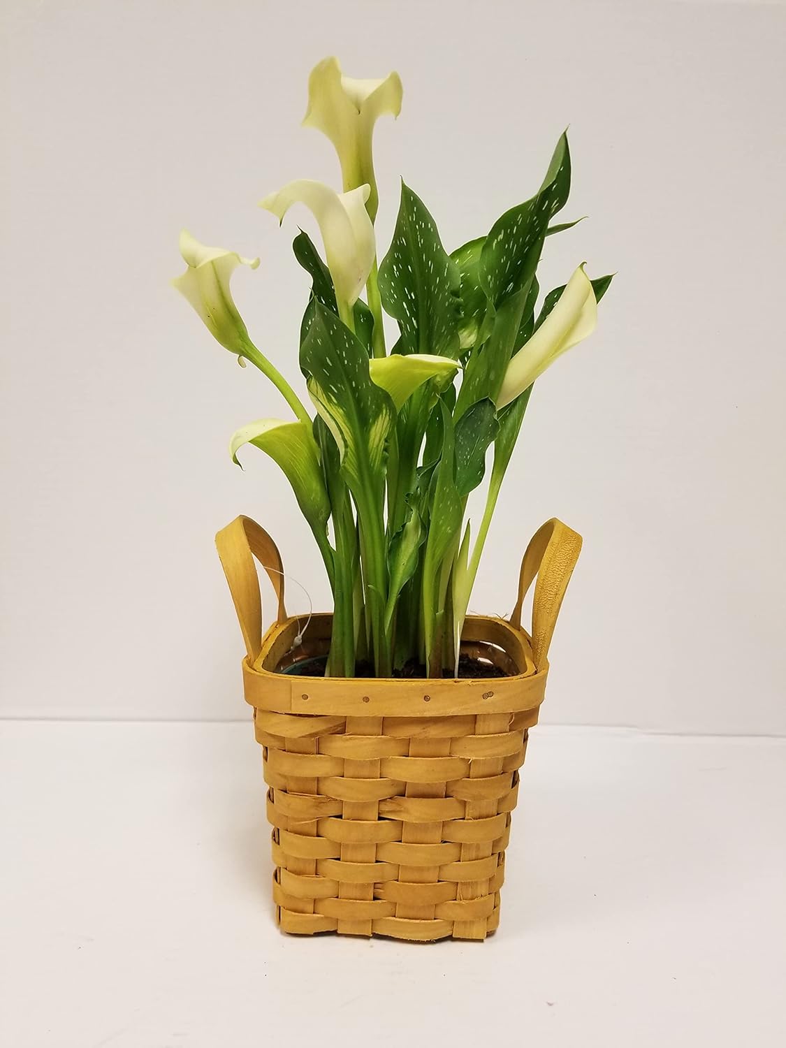 Live 4" White Calla Lily in Square Wicker Gift Basket