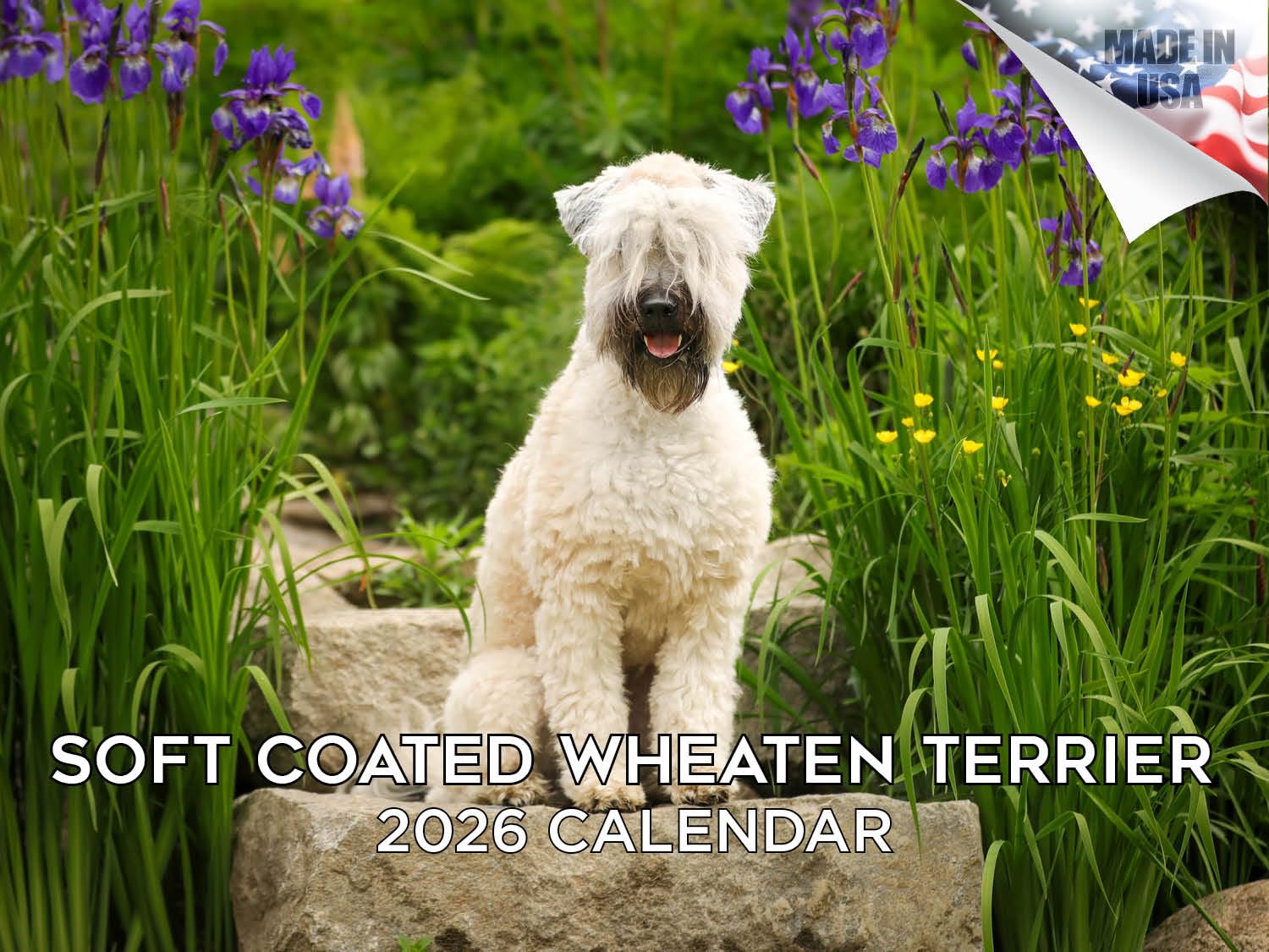Kalendarz 2024 2025 Softcoat Wheaten Terrier - Miesięczny kalendarz ścienny rasy psów - 30 x 45 cm otwarty - gruby papier bez przebarwień - prezent - akademicki planer nauczyciela kalendarz