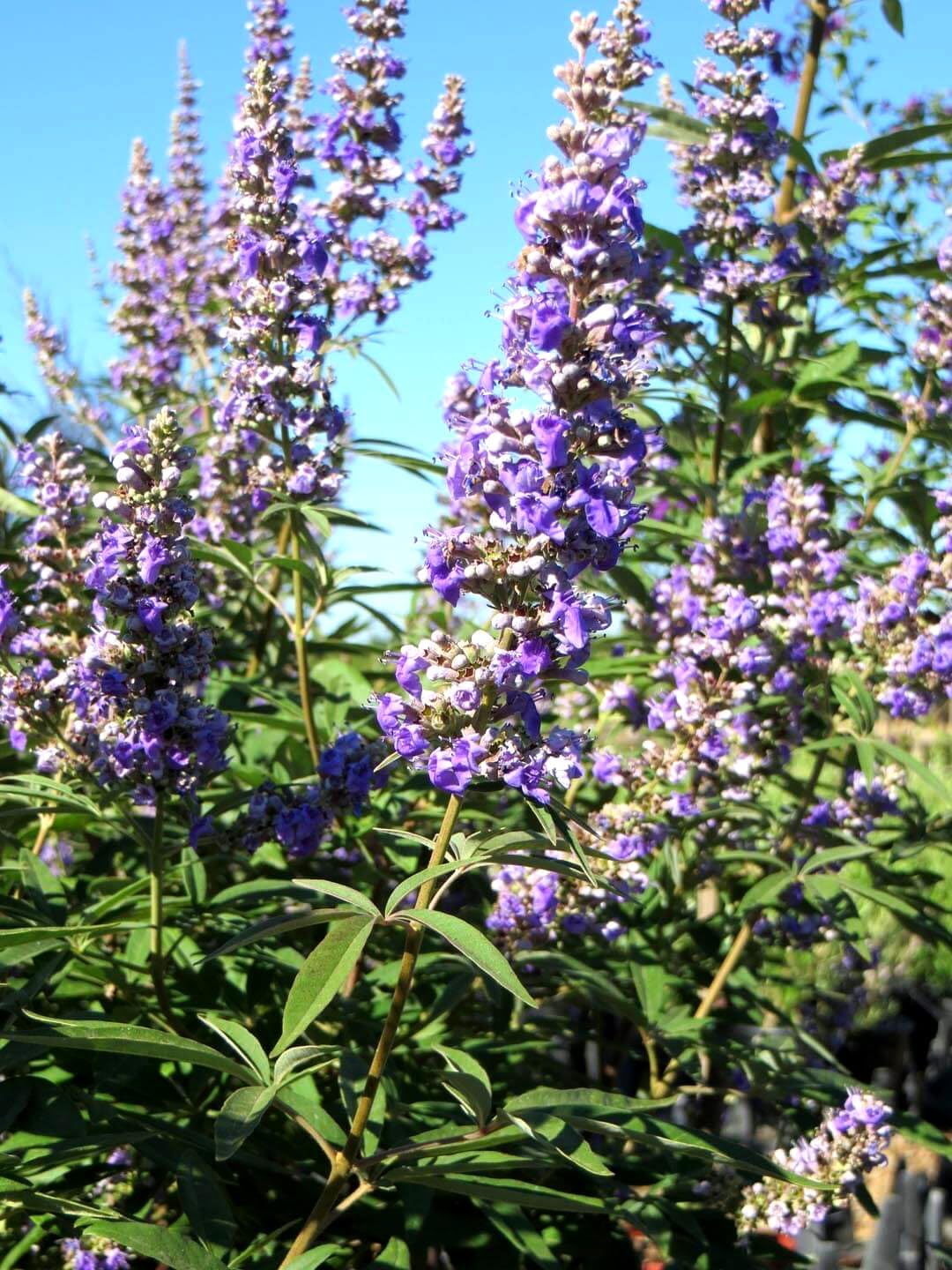 Chaste Tree | 1 Large Trade Gallon Size Pot | Vitex Agnus-Castus | Flowering Ornamental Shrub | Drought-Tolerant Garden Plants