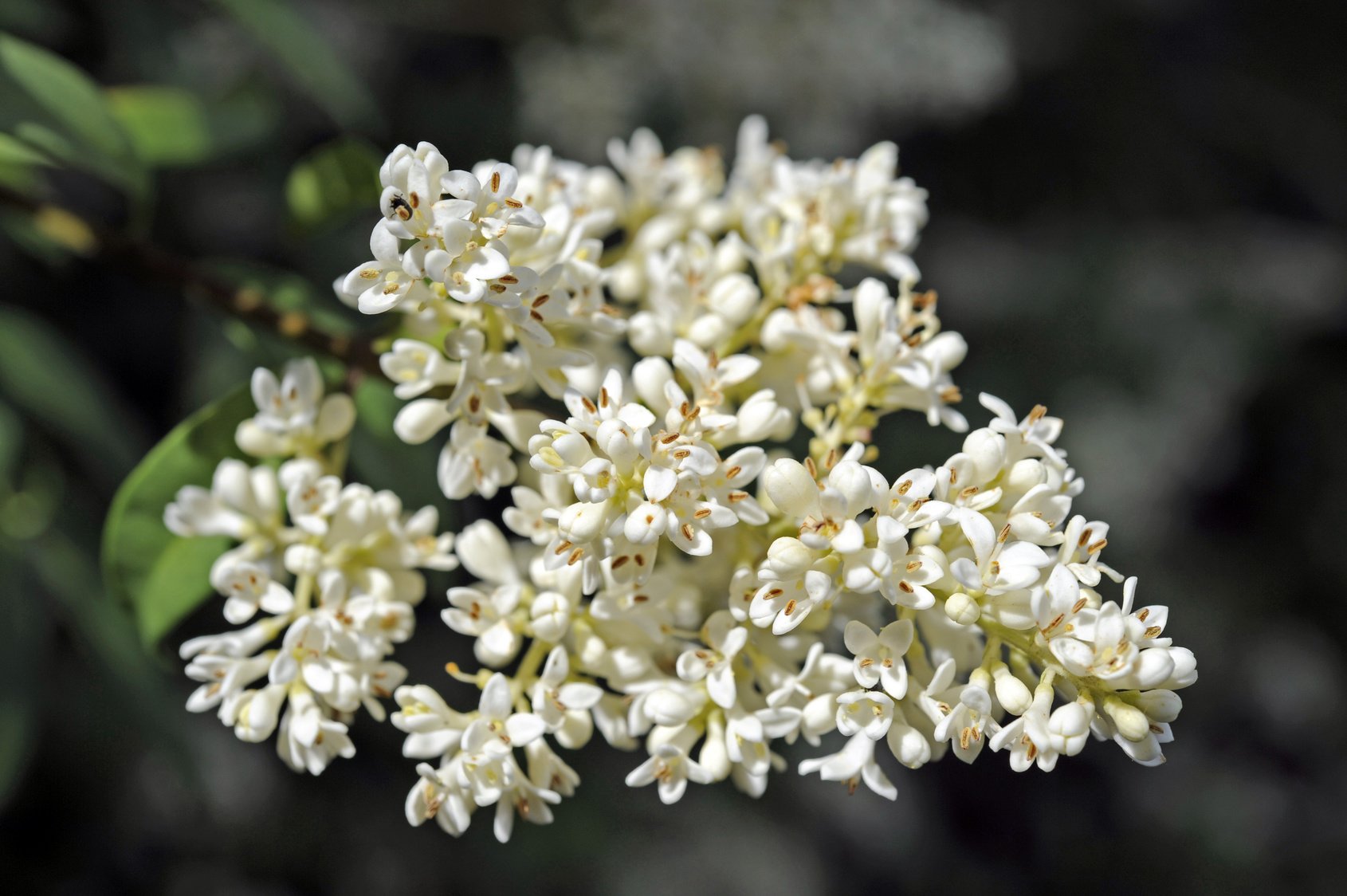 gemeiner Liguster Rainweide Ligustrum vulgare 150 Samen : Amazon.de: Garten