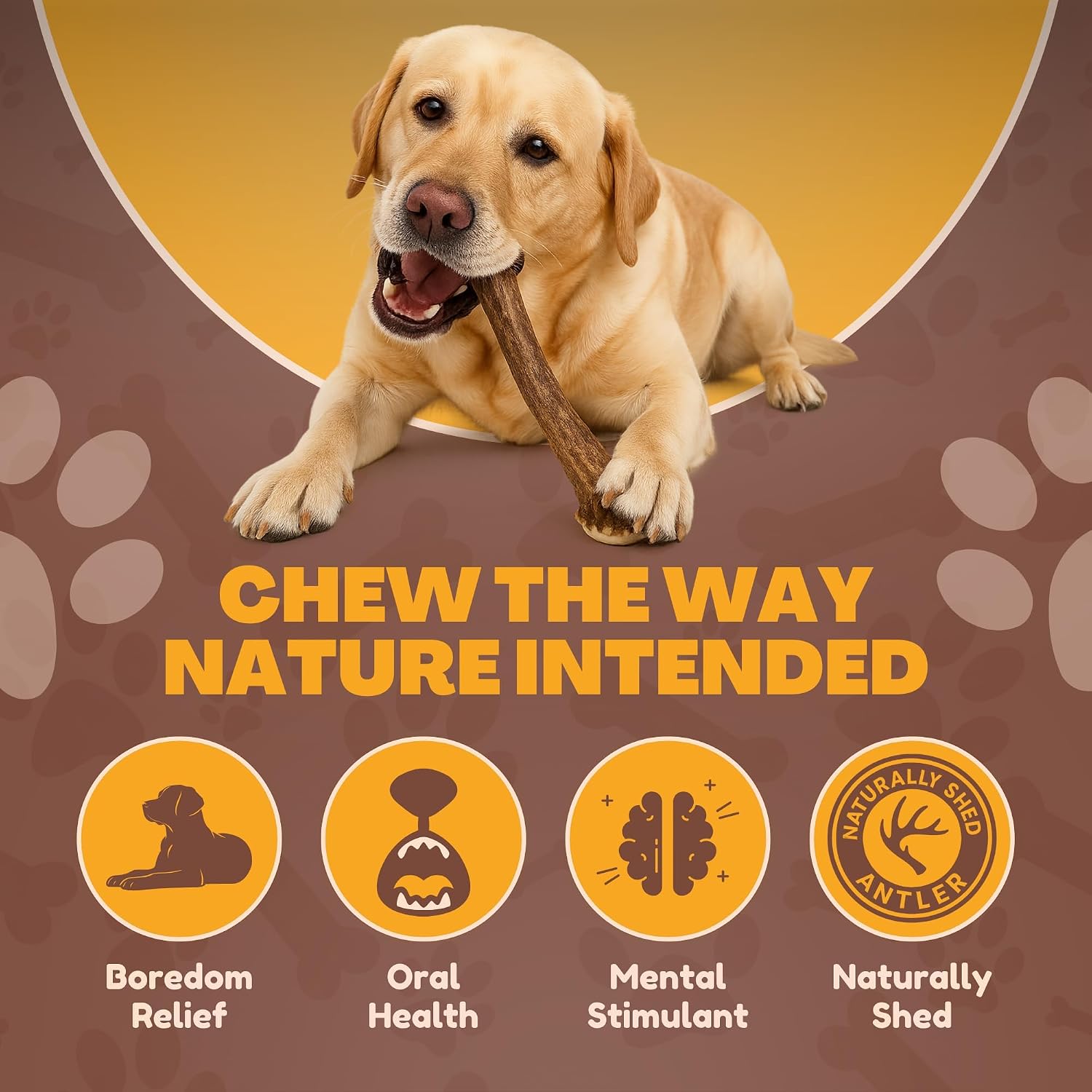 WhiteTail Naturals - Deer Antlers for Large Dogs - Long Lasting Antler Dog Chews - Crafted in USA, Naturally Shed Antler Dog Bones for Aggressive Chewers (Large (Pack of 1))