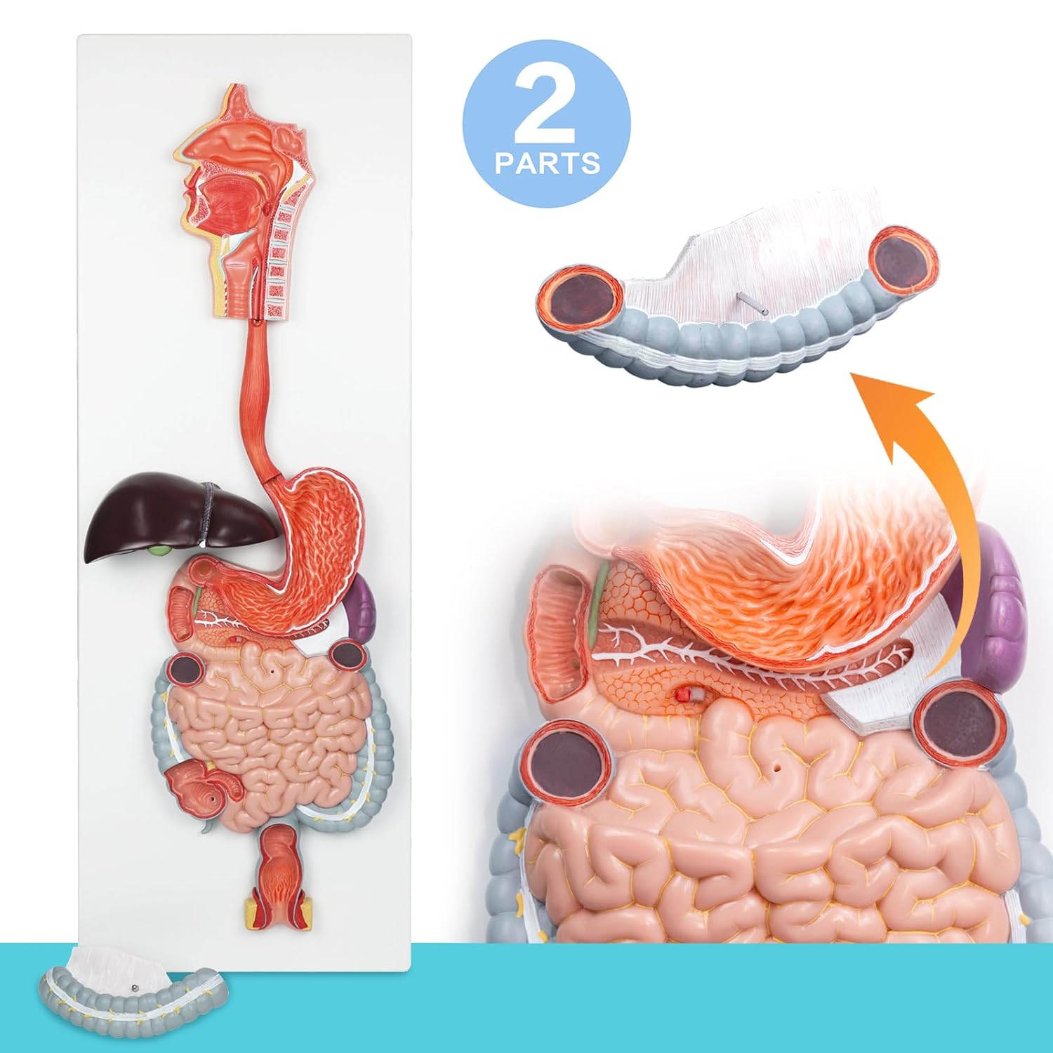 EVOTECH SCIENTIFIC Human Digestive System Anatomical Model, 2 Part Life Size Human Digestive System Anatomical Model with GI-Tract and Colon Organs for Medical Learning Research Education Display