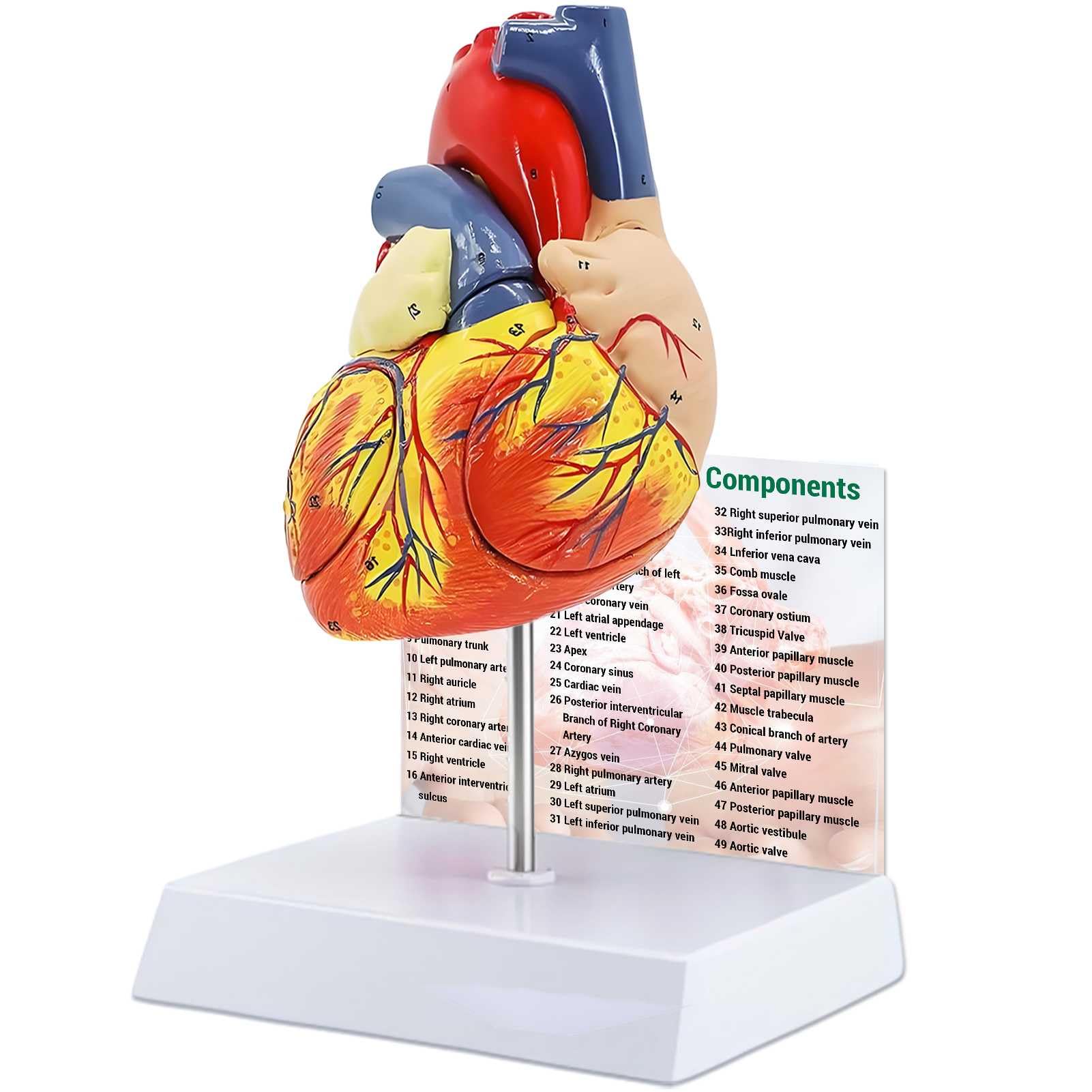 Modelo de Corazón Humano Ampliado 2X – 4 Partes con 49 Estructuras Numeradas, Ensamblaje Magnético y Soporte – para Demostraciones y Estudios Anatómicos