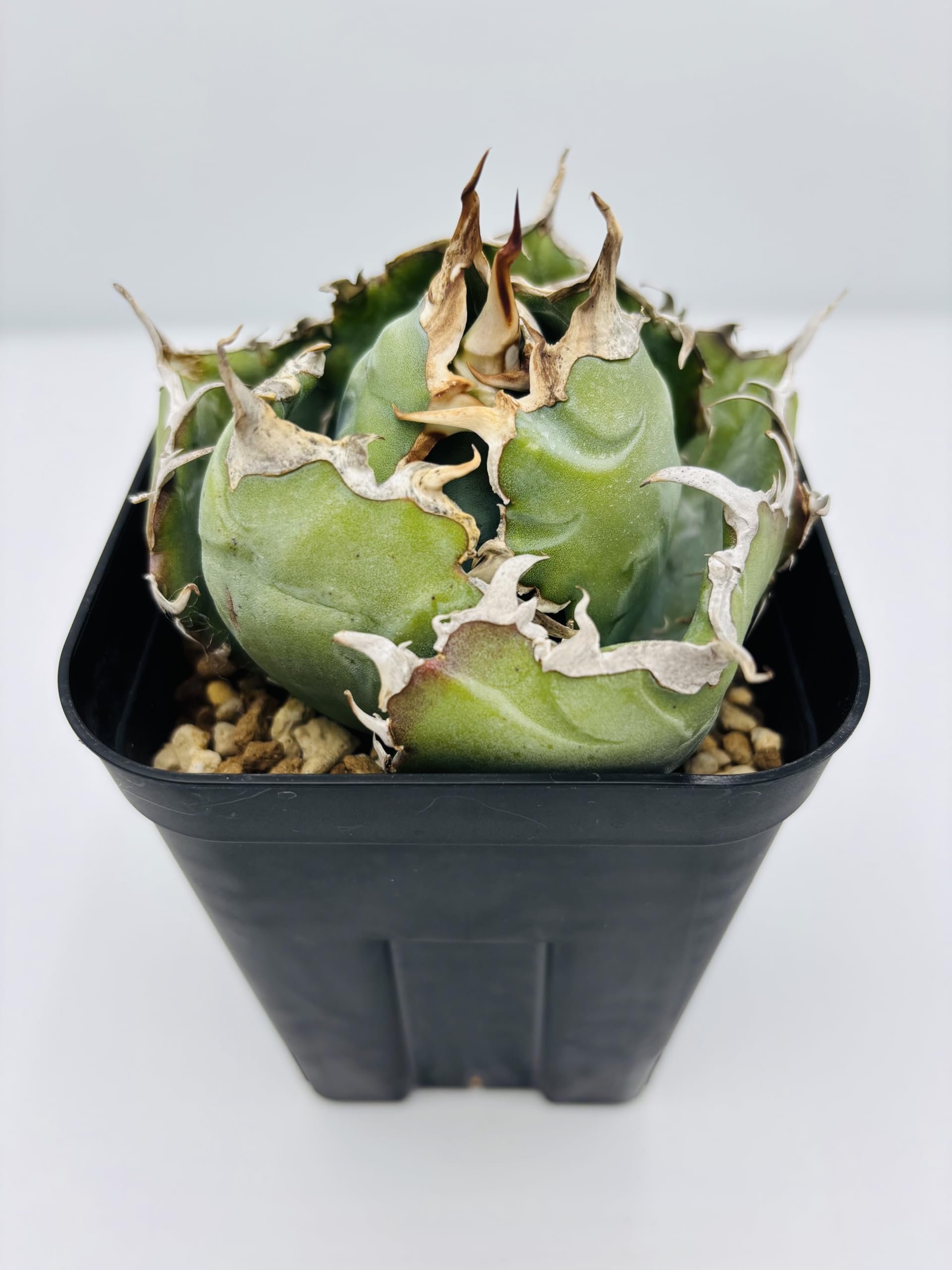 Amazon｜アガベ チタノタ 白鯨/Agave titanota 'White Whale/観葉植物