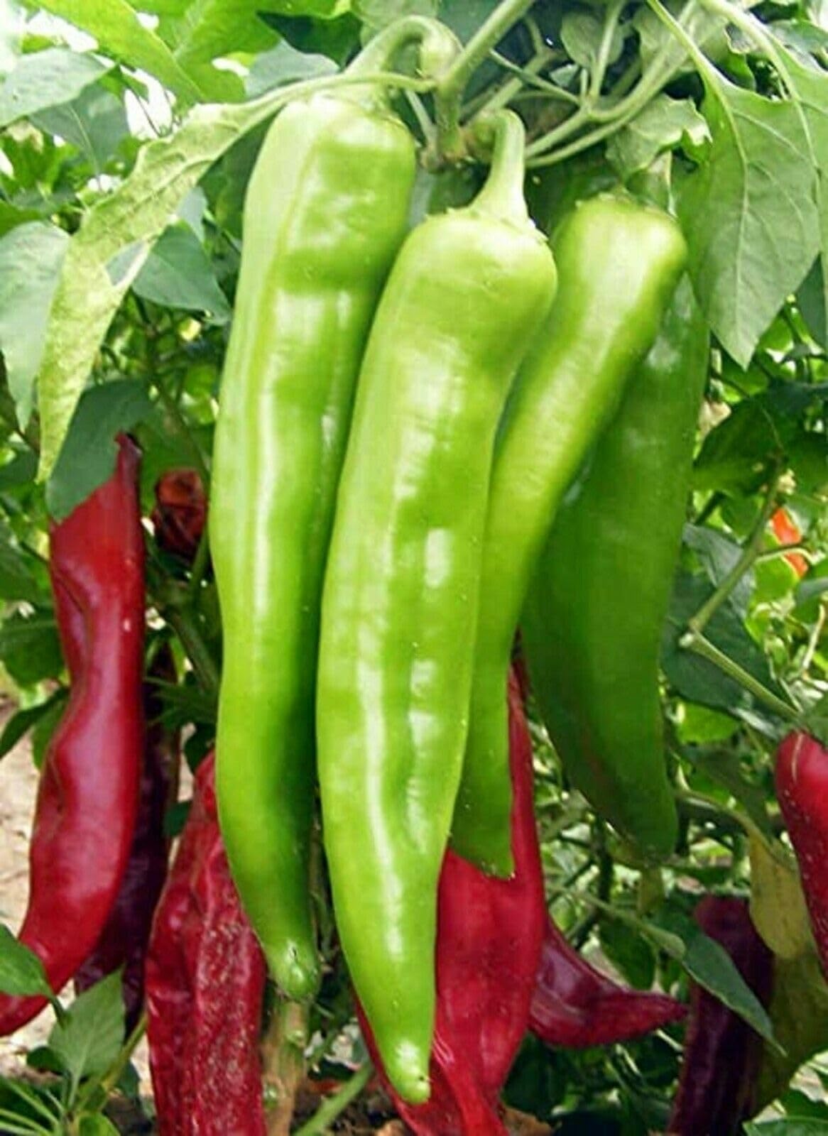 Buy4Seeds HOT Chilli Pepper Big Jim 25 Finest Seeds Easy to