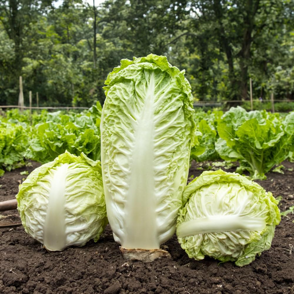Lettuce Little Gem Pasatiempo Seeds β Quality Selection of This Little Favourite β for Your Beautiful Kitchen Garden