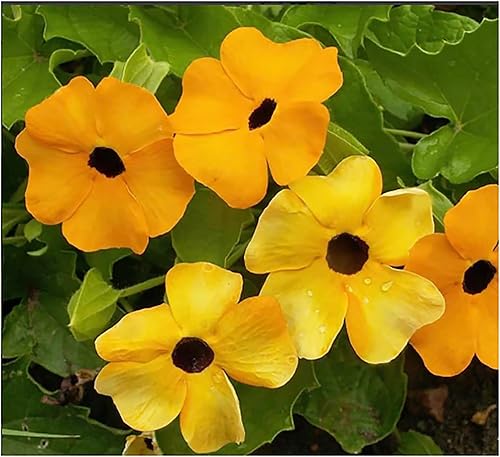 Black Eyed Susan Vine Seeds - 120 semillas aproximadamente. También conocido como flor de reloj
