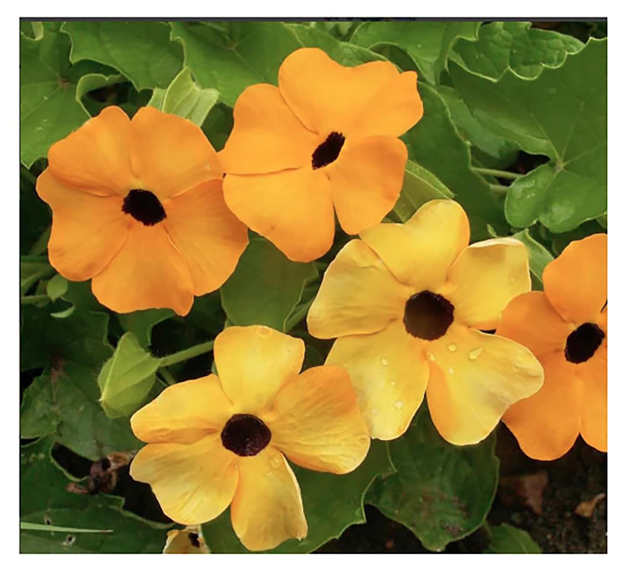 Marde Ross Black Eyed Susan Vine Seeds
