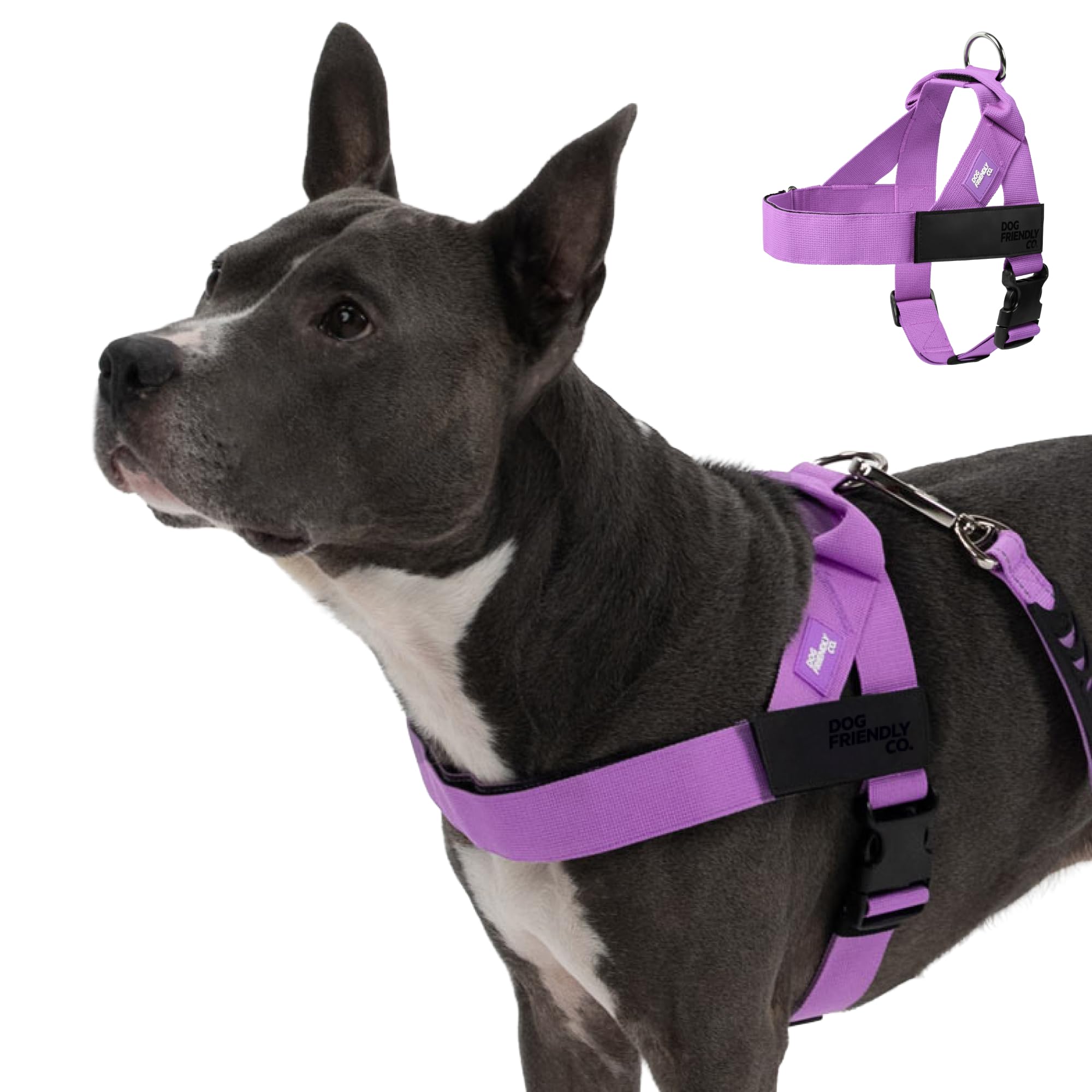 DF Co. Dog Harness | Chafe Resistant Webbing, Adjustable Neck & Chest, and Heavy Duty D-Ring | Sturdy, Comfortable, Easy to Use | Purple, Size L