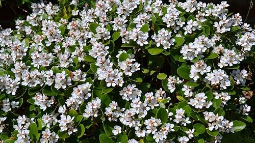 Miniatura 3 de Espino indio - 10 plantas vivas - Rhaphiolepis Indica Alba - Arbusto de hoja perenne floreciente