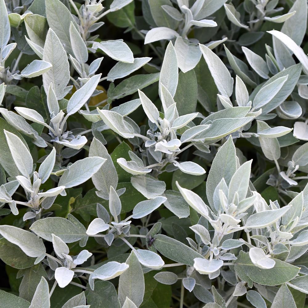 Amazon.co.jp: ITANSE ホワイトセージ 7号 1個売り 品種で選べる