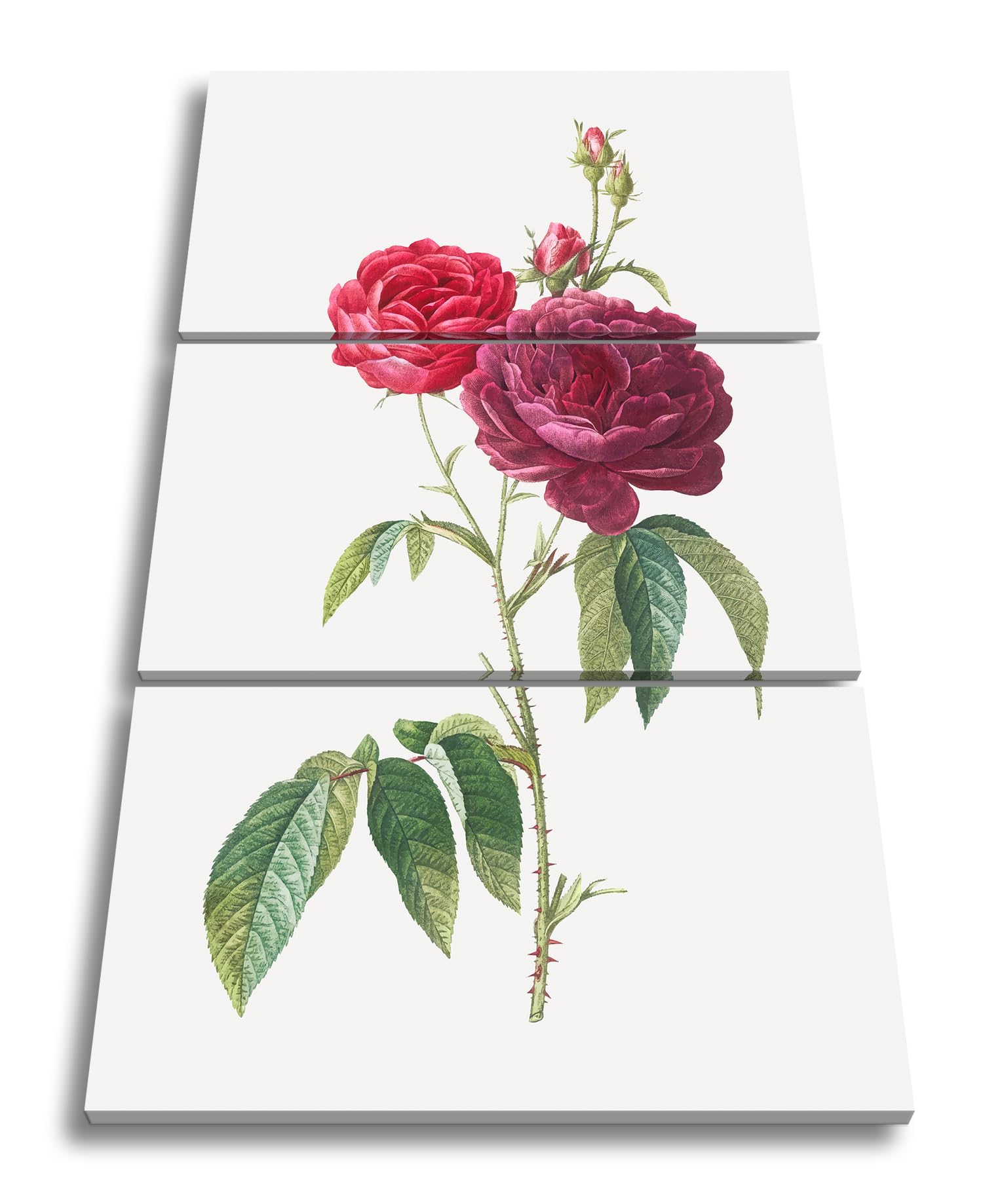 deyoli Obraz na płótnie delikatne płatki róż, klasycznie ilustrowane naturalnym pięknem format: 120 x 80 cm (3częściowy) XXL druk artystyczny obraz na blejtramie/obraz ścienny/dekoracja salonu