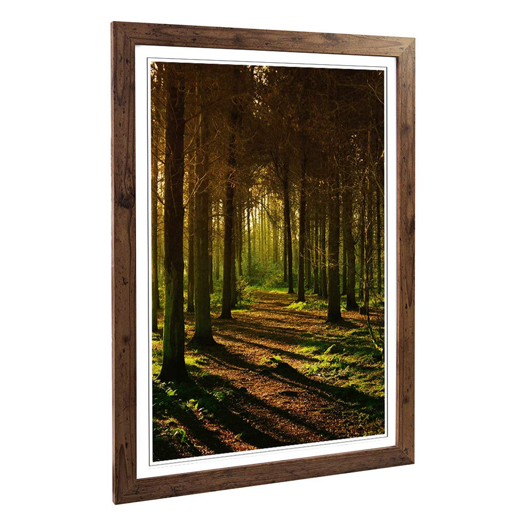 Big Box Art Framed Print of Sunlight Forest Woodland Landscape (1) Design | Wall Art Picture | Home Decor for Kitchen, Living Room, Bedroom, Hallway, Walnut, A2 / 24.5x18 Inch / 62x45cm