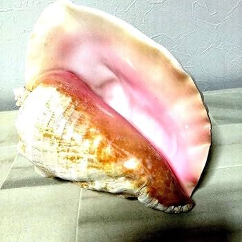 特大　コンクガイ　ピンク貝 (カリブ海産　大型　28cm) Amazon.co.jp: 超特大27cm 1.6kg 特上品 ピンク貝 コンク貝殻
