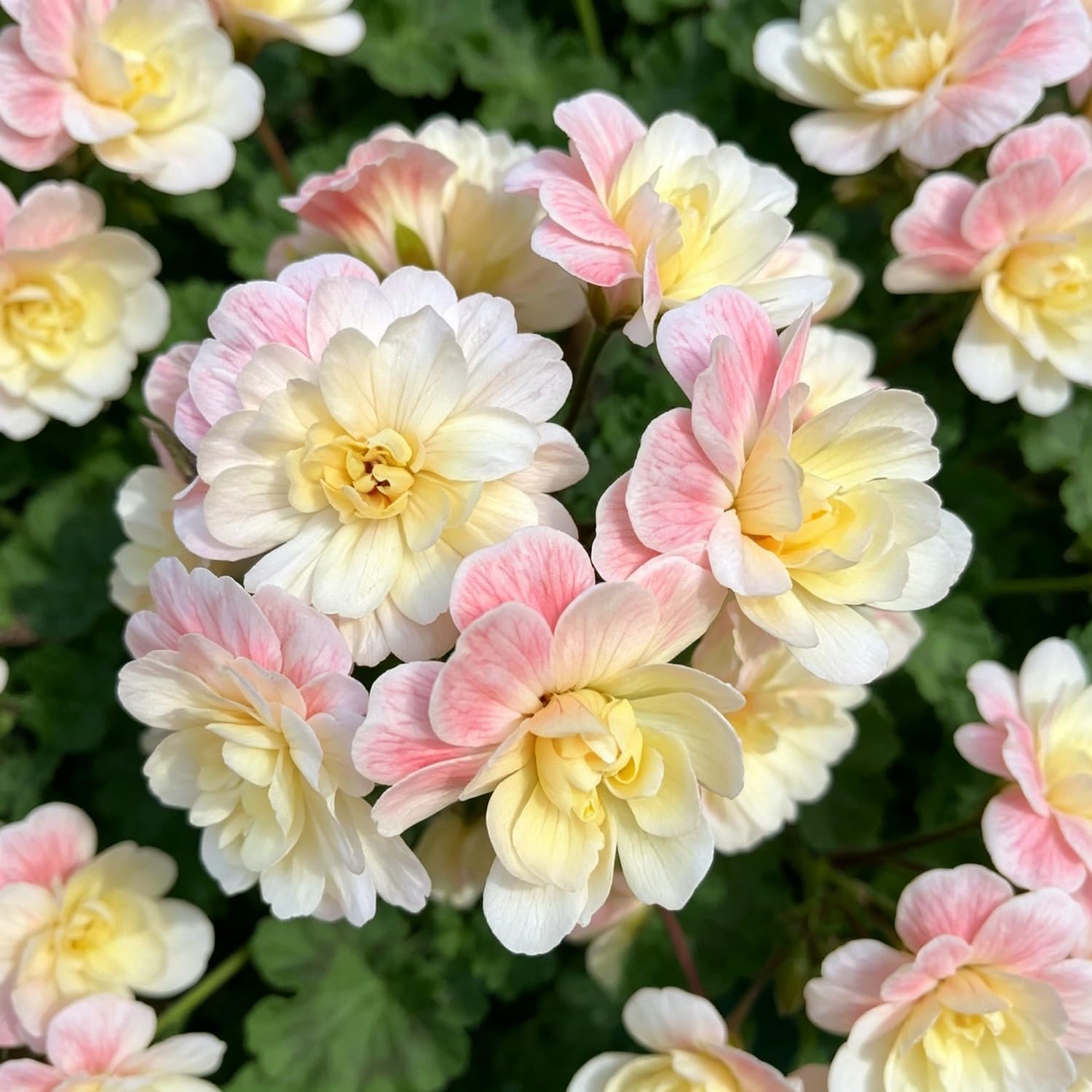 Double Geranium Seed-Hardy,Perennial, Vibrant Floral Display Garden
