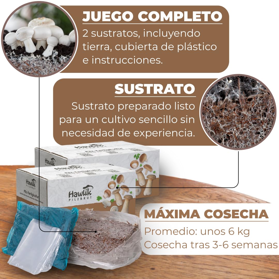 Hawlik Pilzbrut - Juego de cultivo XXL - 2 cajas de cría de champiñon portobello - setas autocultivo - fácil de cultivar champiñones - sin conocimientos previos - kit cultivo setas