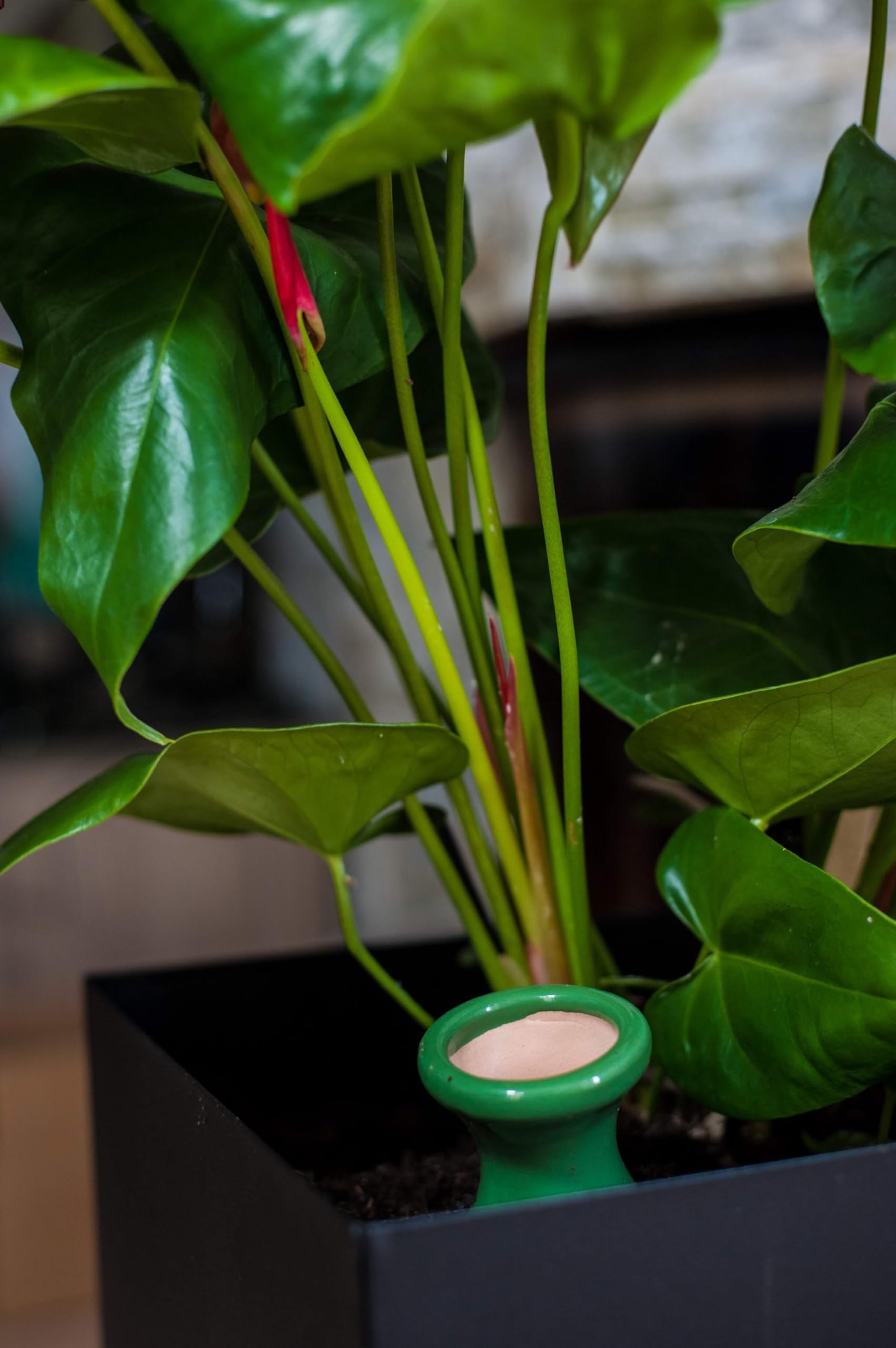 3 oyas à enterrer de 330 ML en Couleur avec Leur Couvercle - ollas pour arroser Tous Type de Plante d'intérieur et extérieur (Vert)
