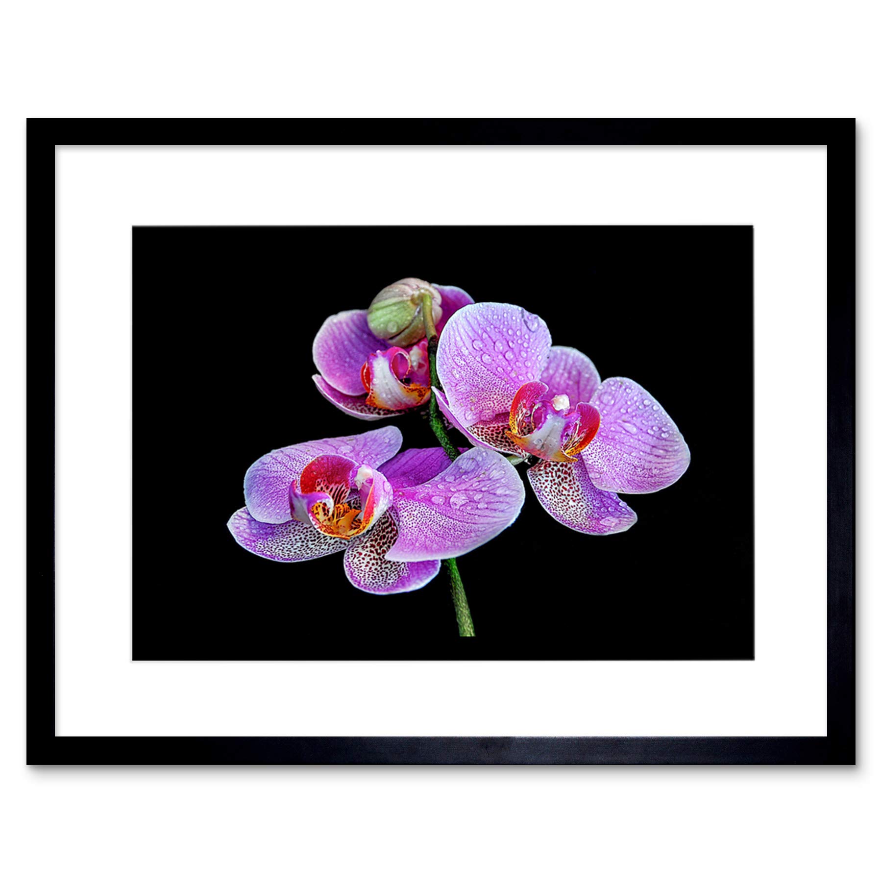 Wee Blue Coo PHOTO MACRO CLOSE UP FLORAL FLOWER PINK PURPLE ORCHID FRAMED ART PRINT B12X13167