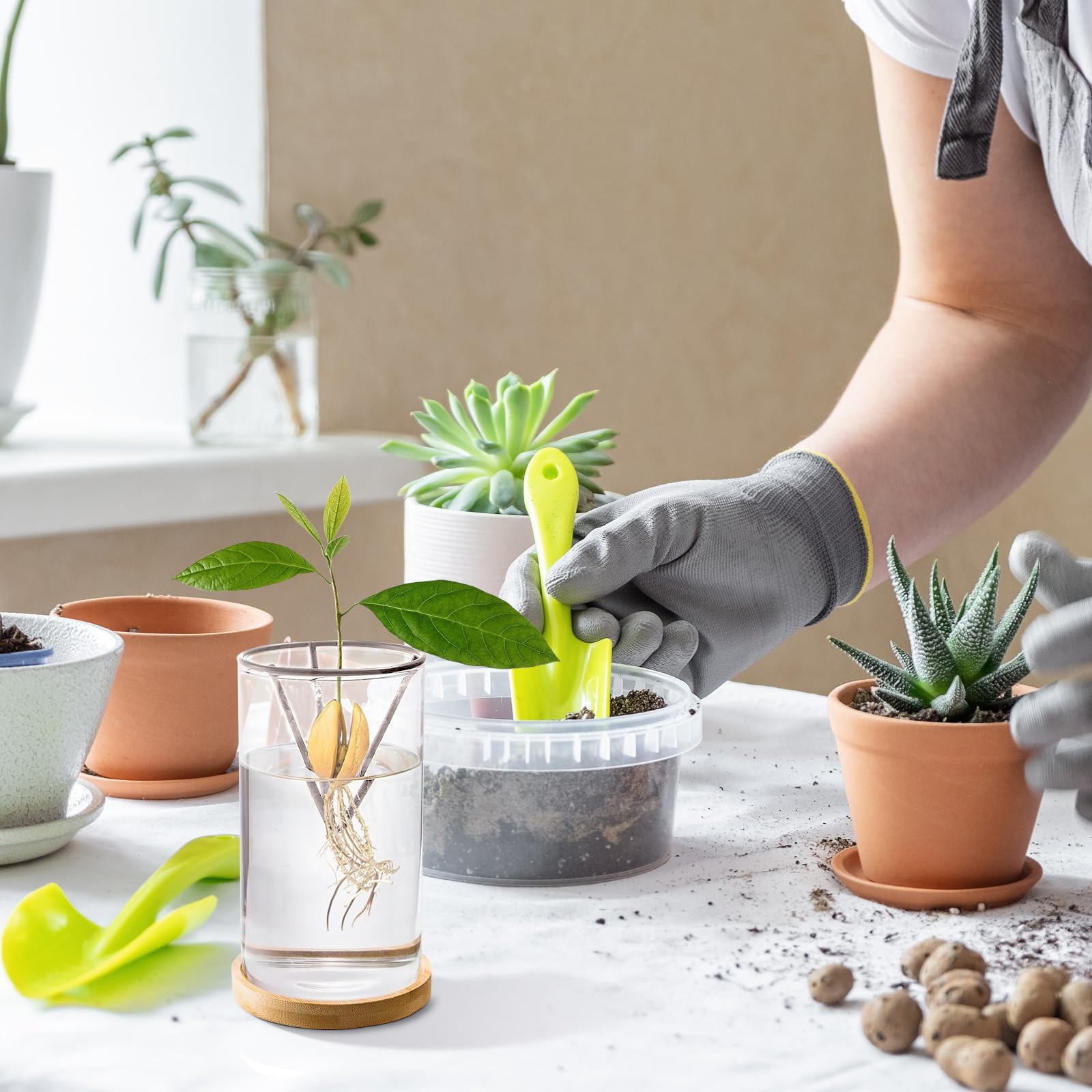 Compra PLANET PLANT - K per piantare avocado - Silence Ça Pousse - 170076SP - Sughero - Giardino - Natura - Pianta - Creativo - Erba - Gioco per bambini - Dai 3 anni in su all'ingrosso
