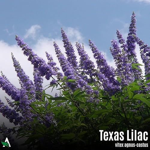 Miniatura 4 de Semillas Texas Lilac (Vitex, árbol casto), 100 unidades, Vitex Agnus-castus