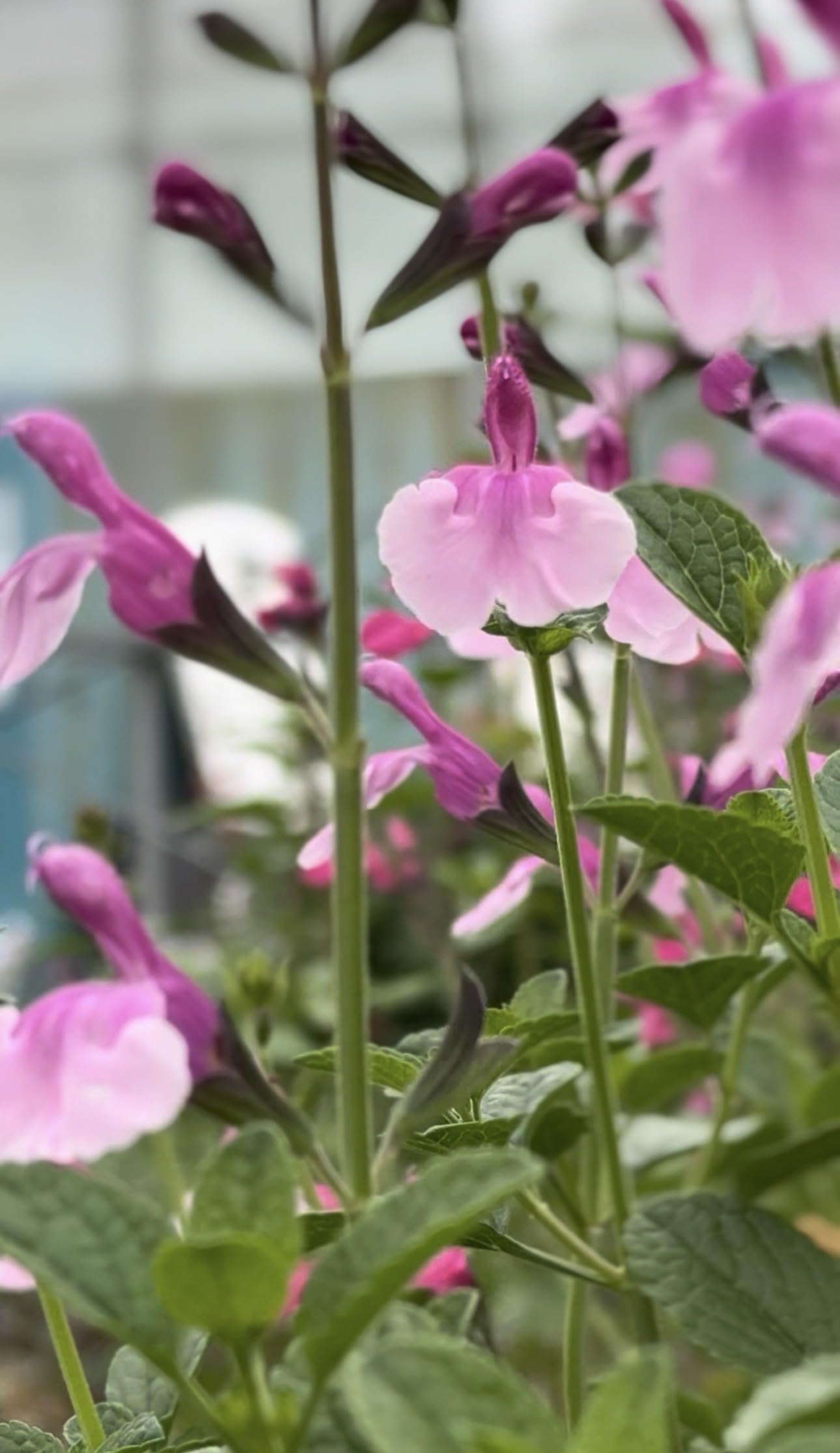 Salvia microphylla 'Delice Hesperides' Salvia that is Ready to Plant Out- Comes Back Every Year (Hardy) - Flowers from Summer to Autumn- Loved by Bees (Middleton Nurseries) (P9(9cm Pot))