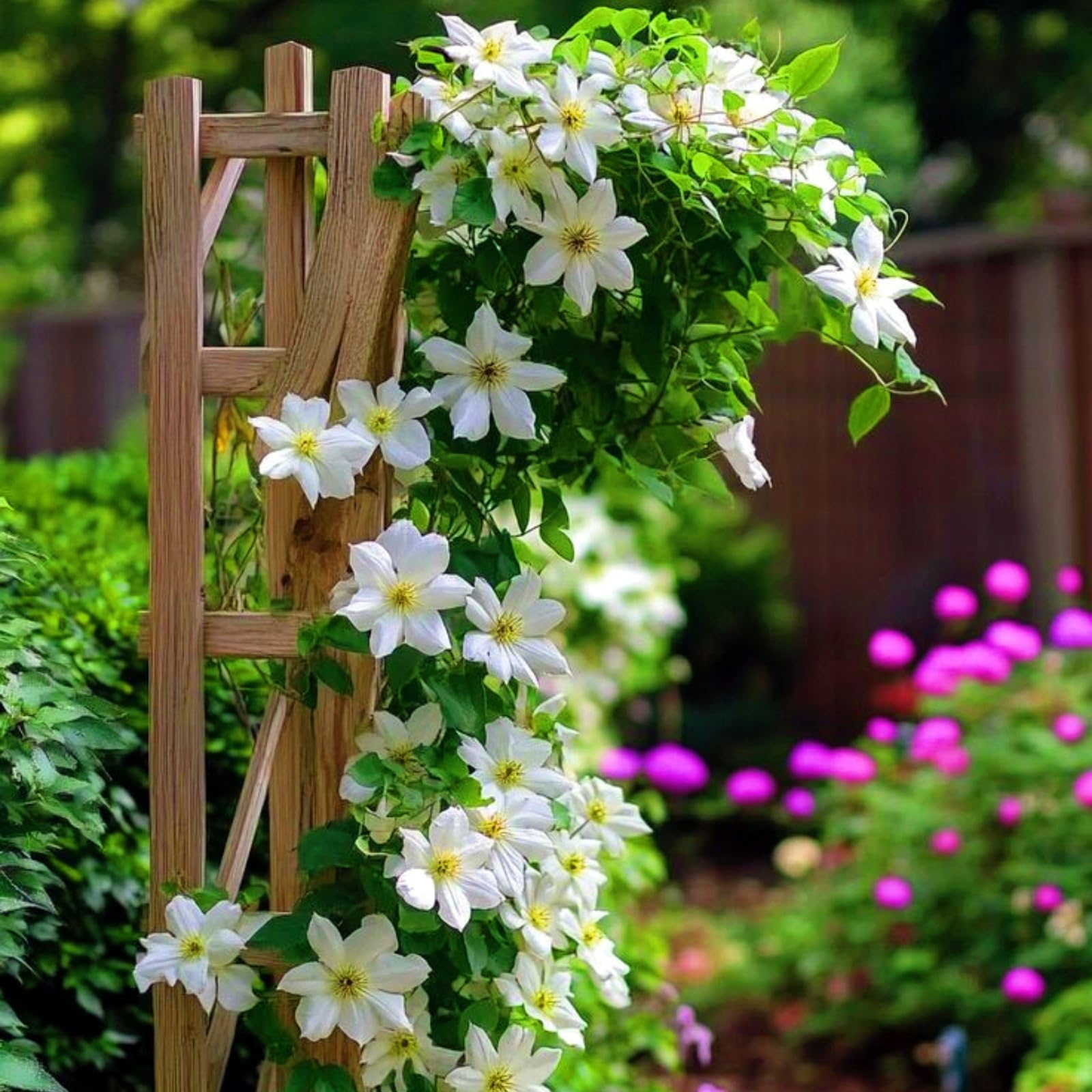 Hervorragende MehrjäHrige Clematis, Clematiszwiebeln In GroßPackungen, Fachgerecht Gepflanzt, GartenverschöNerung, Pflegeleicht-15 Rhizom-H