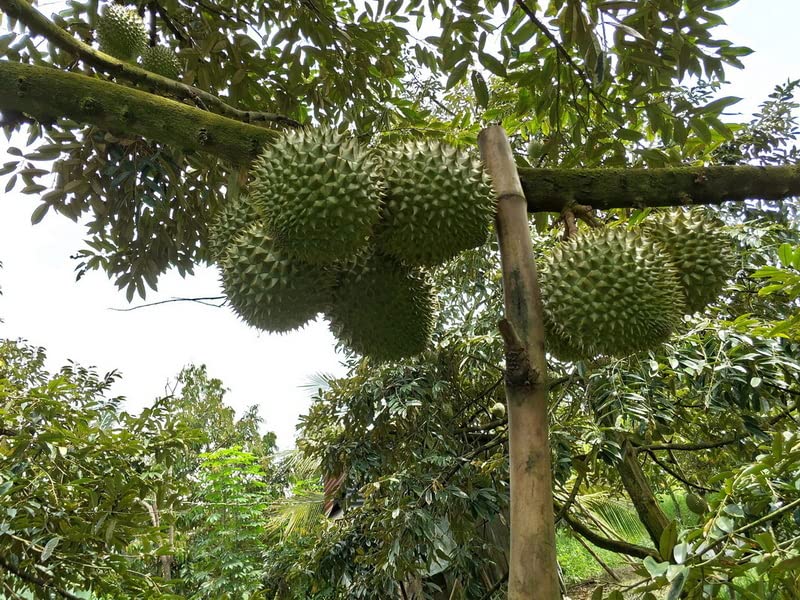 Amazon.co.jp: タイ産 ドリアン 生鮮 フレッシュ 超大 フルーツ 榴蓮