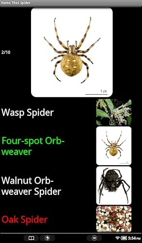 Aranha espécie Trivia Quiz