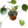 Product Photo 8