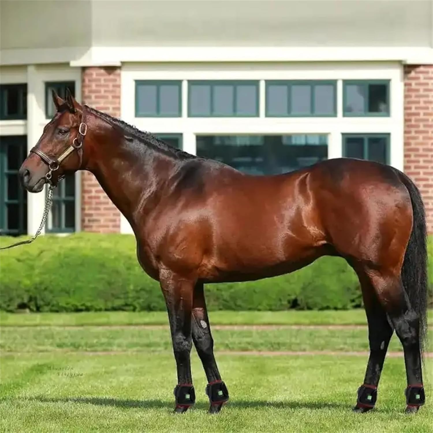 Red Light Therapy Device for Horse Leg, Infrared Light Therapy Device for Horse Leg Muscle Pull Wound, Portable Deep Light Therapy for Horse Muscle Recovery