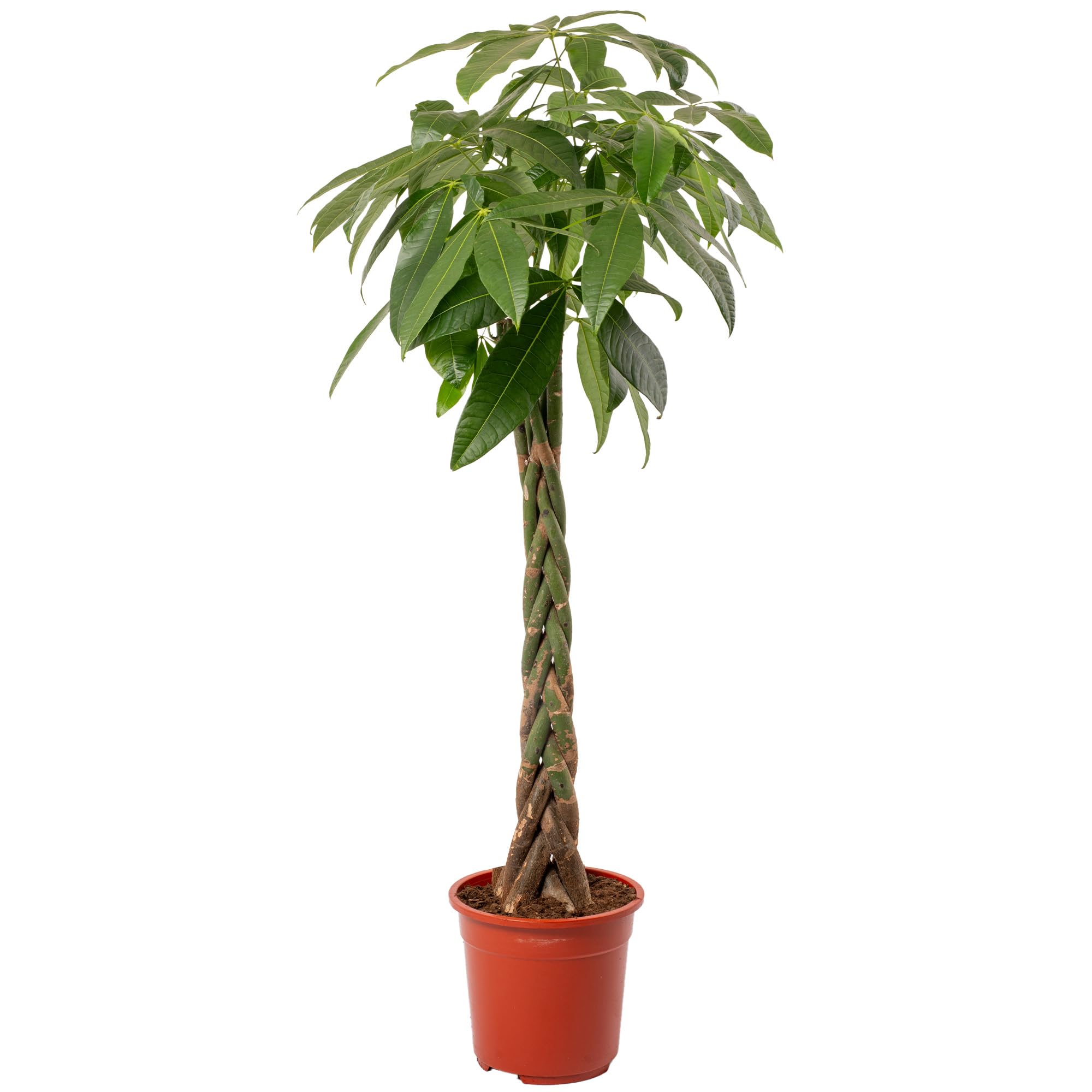 Pachira Aquatica Money Tree Evergreen Indoor House Plant for Home Office in Pot | Stunning Foliage, Real Plants (27cm Pot, 140-150cm)