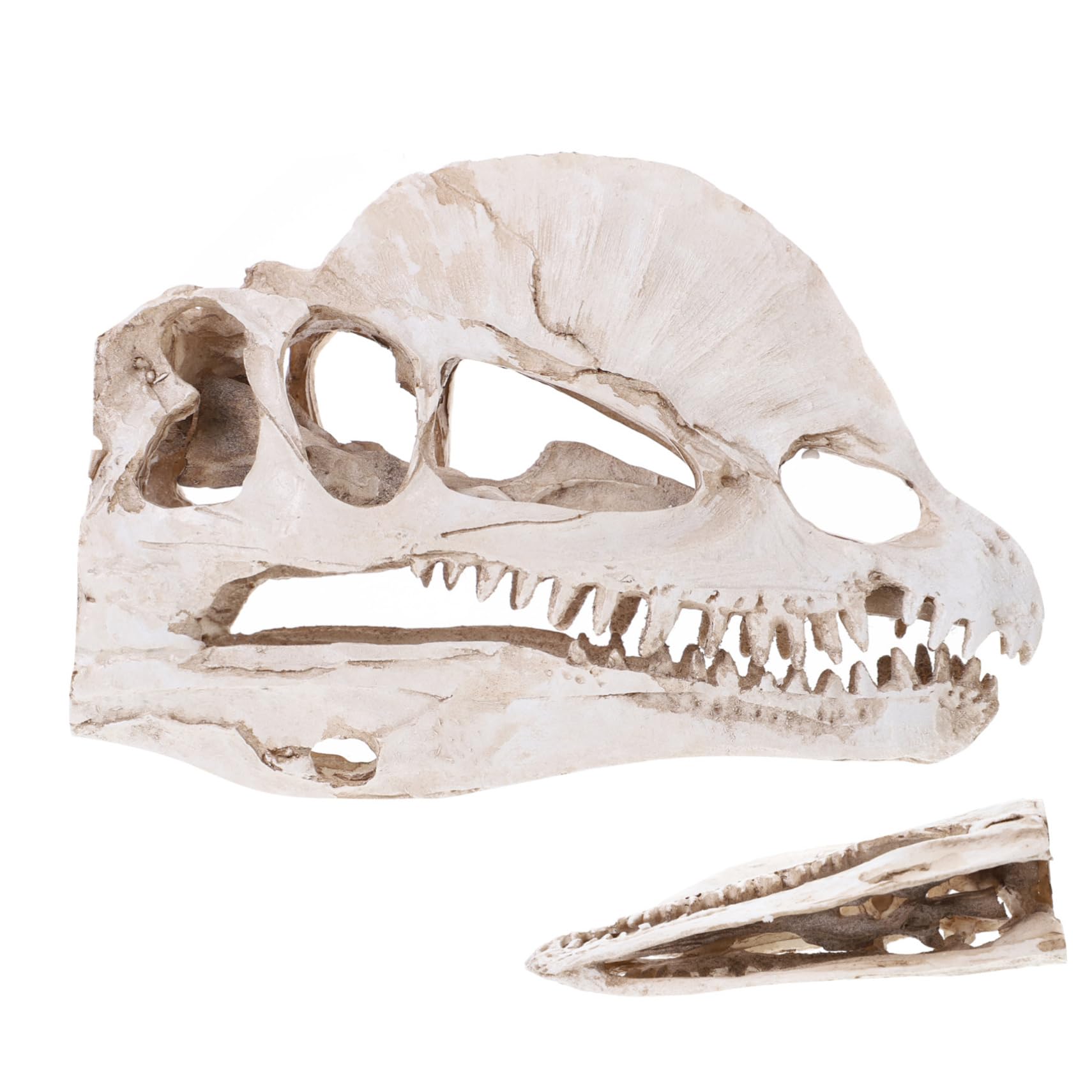Crâne de dinosaure résine réaliste beige décoration table créative