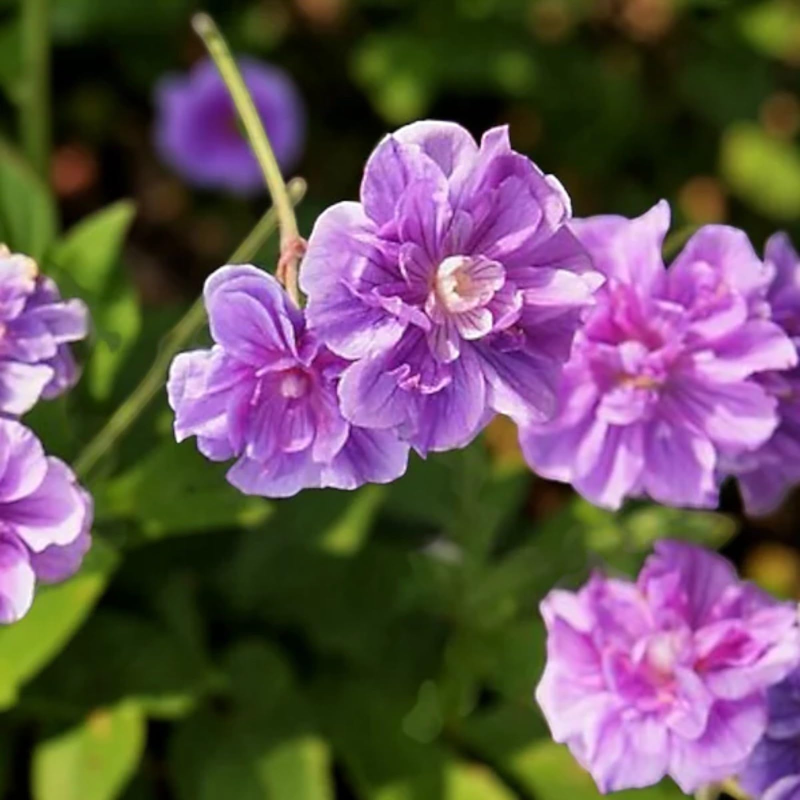 Carbeth Plants Geranium Horizon Plants in 9cm Pots - Vibrant Pelargonium Bedding Plants - Easy Care Summer Flowering Garden & Patio Plants for Colourful Outdoor Displays (3, Orange)