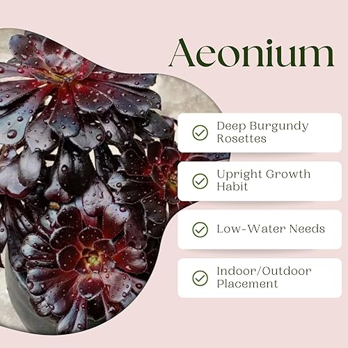 Miniatura 4 de Planta Aeonium de fácil cuidado en maceta viva de 4 pulgadas, plantas suculentas raras vivas, bien enraizadas, plantas de interior de fácil cuidado