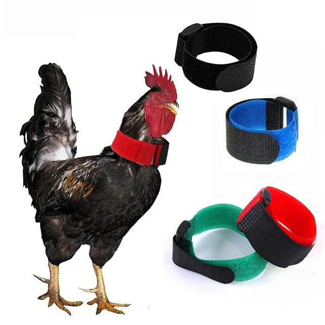 Foto 5 de 5 de Lodoot 2 collares de gallo de cuervo, collar de pollo, ruidoso, antigancho, collar para pollos de cuervo