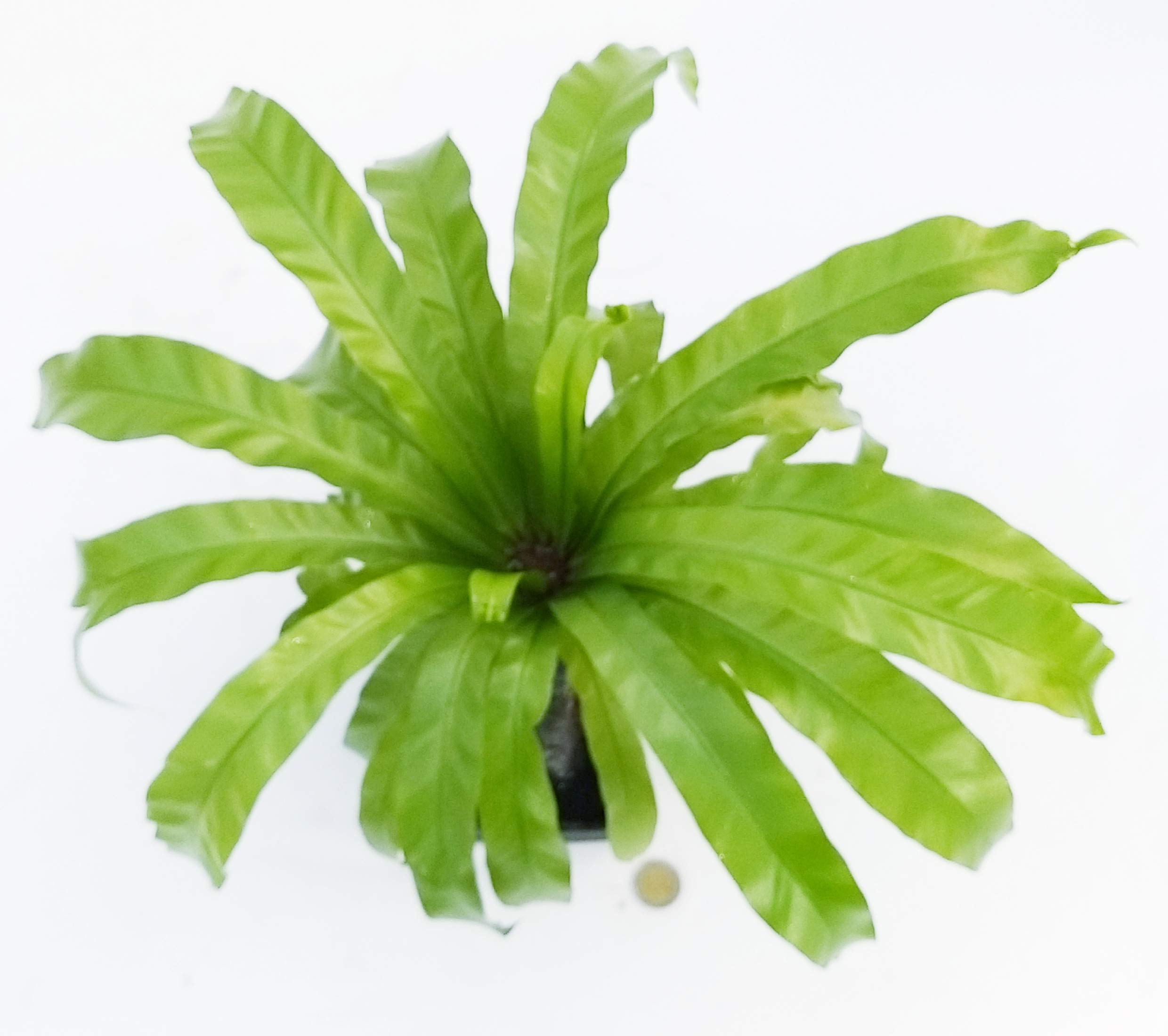 POWERS TO FLOWERS - FELCE BONSAI, ASPLENIUM IN IDROCULTURA, pianta vera